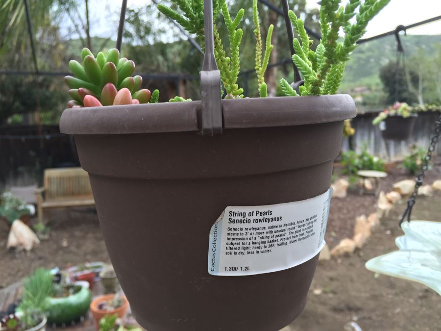 All Potted Succulets Attached To Metal Garden Structure Plus Bird Feeder, Wind Chime And Lantern [Photo 22]