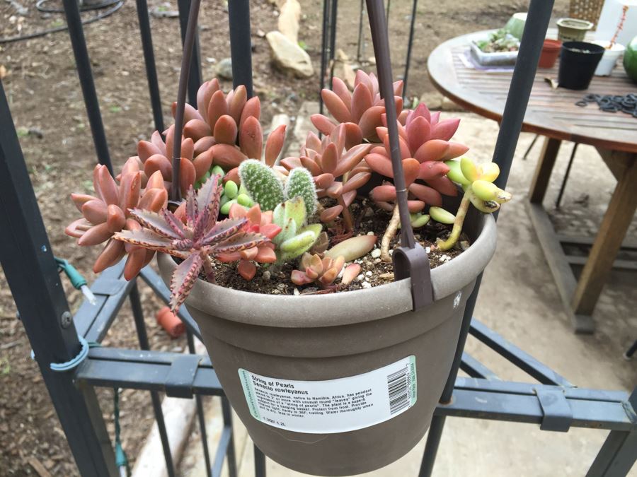 All Potted Succulets Attached To Metal Garden Structure Plus Bird Feeder, Wind Chime And Lantern [Photo 13]