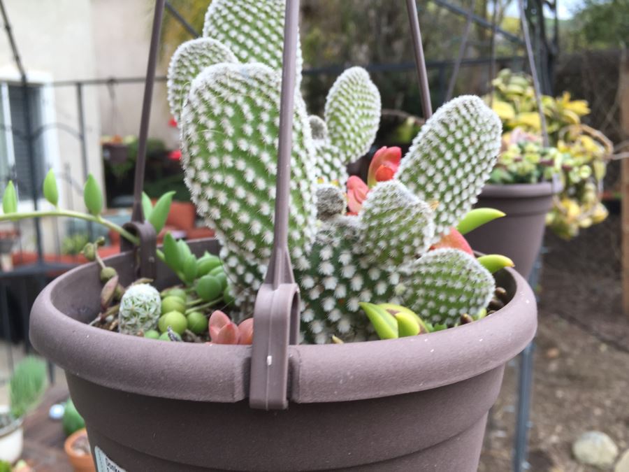 All Potted Succulets Attached To Metal Garden Structure Plus Bird Feeder, Wind Chime And Lantern [Photo 2]