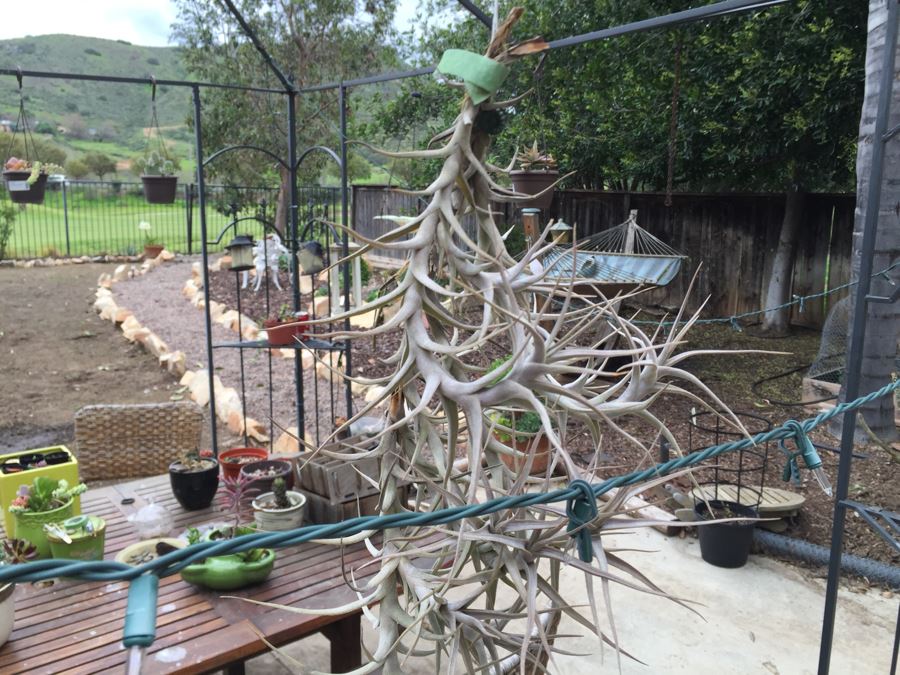 All Potted Succulets Attached To Metal Garden Structure Plus Bird Feeder, Wind Chime And Lantern [Photo 16]