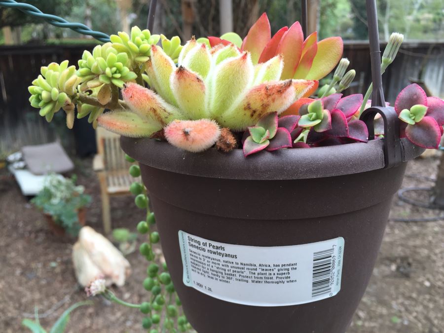 All Potted Succulets Attached To Metal Garden Structure Plus Bird Feeder, Wind Chime And Lantern [Photo 9]