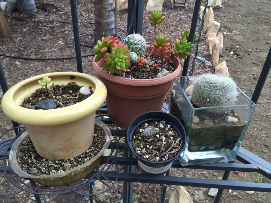 All Potted Succulets Attached To Metal Garden Structure Plus Bird Feeder, Wind Chime And Lantern [Photo 3]