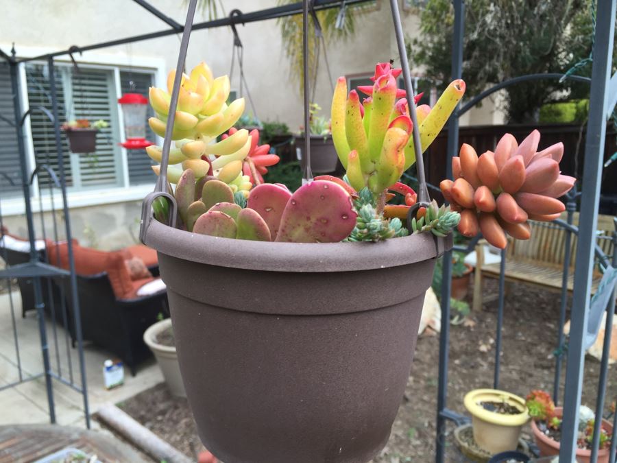 All Potted Succulets Attached To Metal Garden Structure Plus Bird Feeder, Wind Chime And Lantern [Photo 6]