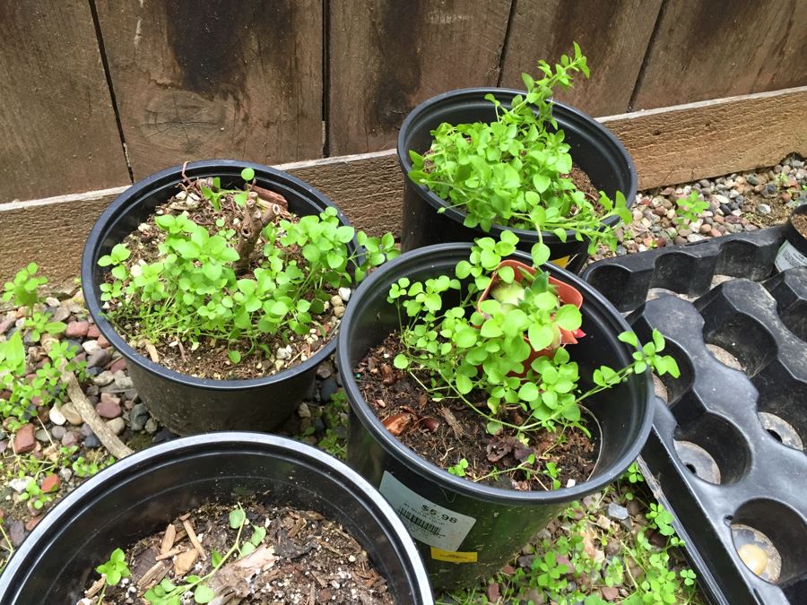Radio Flyer Wagon Filled With Succulents PLUS Succulent Lot On Ground Next To Wagon [Photo 13]