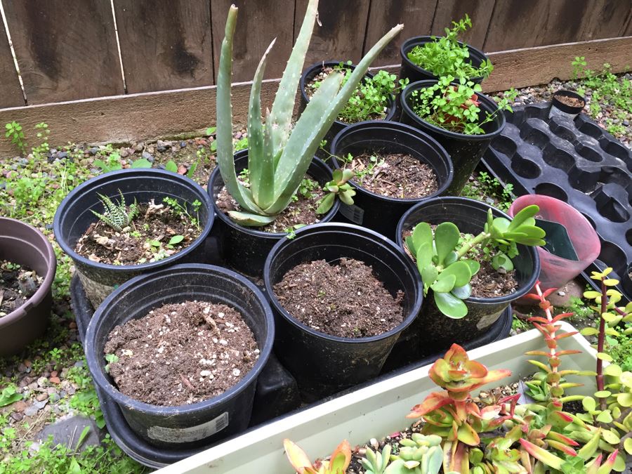 Radio Flyer Wagon Filled With Succulents PLUS Succulent Lot On Ground Next To Wagon [Photo 10]