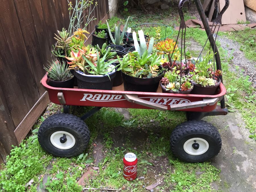 Radio Flyer Wagon Filled With Succulents PLUS Succulent Lot On Ground Next To Wagon