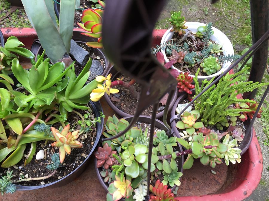 Radio Flyer Wagon Filled With Succulents PLUS Succulent Lot On Ground Next To Wagon [Photo 7]