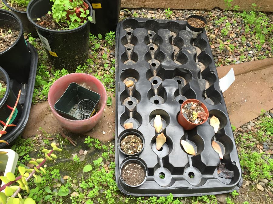 Radio Flyer Wagon Filled With Succulents PLUS Succulent Lot On Ground Next To Wagon [Photo 14]