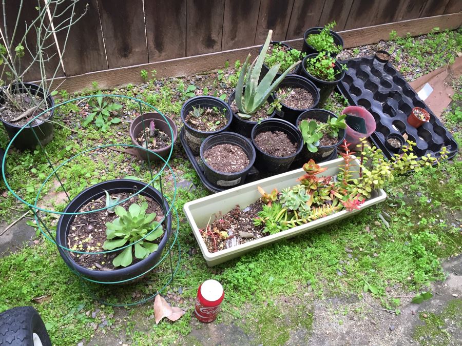 Radio Flyer Wagon Filled With Succulents PLUS Succulent Lot On Ground Next To Wagon [Photo 3]