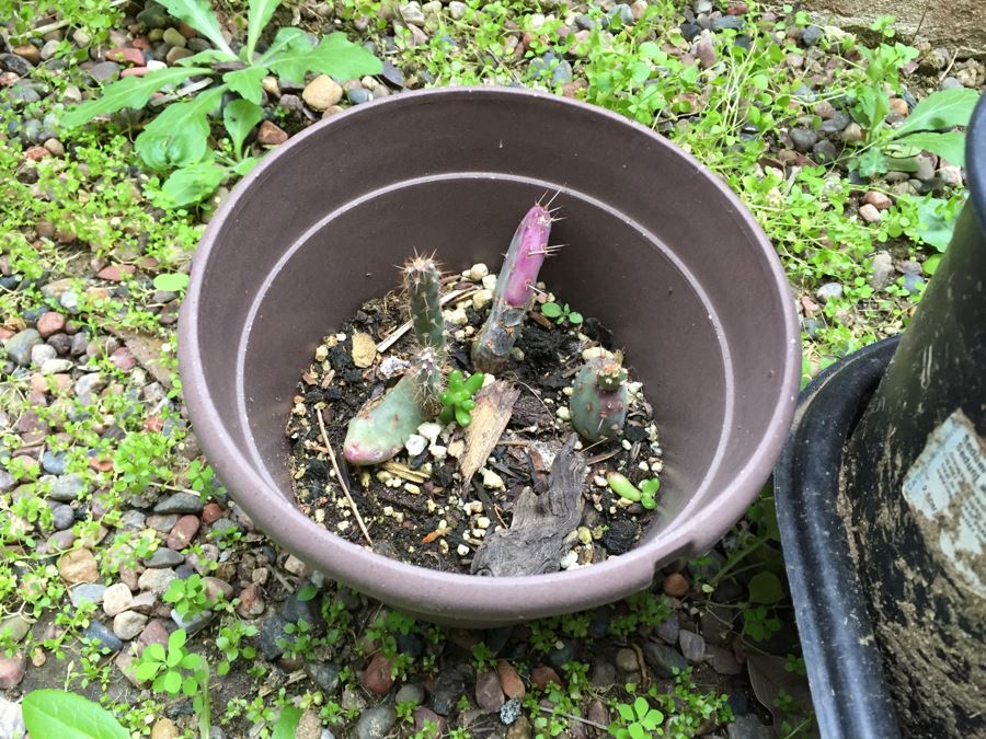 Radio Flyer Wagon Filled With Succulents PLUS Succulent Lot On Ground Next To Wagon [Photo 12]
