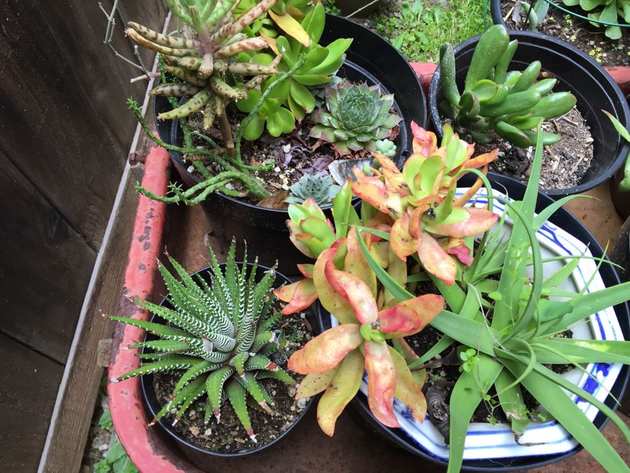 Radio Flyer Wagon Filled With Succulents PLUS Succulent Lot On Ground Next To Wagon [Photo 5]