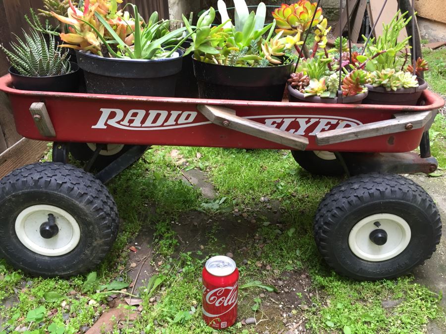 Radio Flyer Wagon Filled With Succulents PLUS Succulent Lot On Ground Next To Wagon [Photo 4]