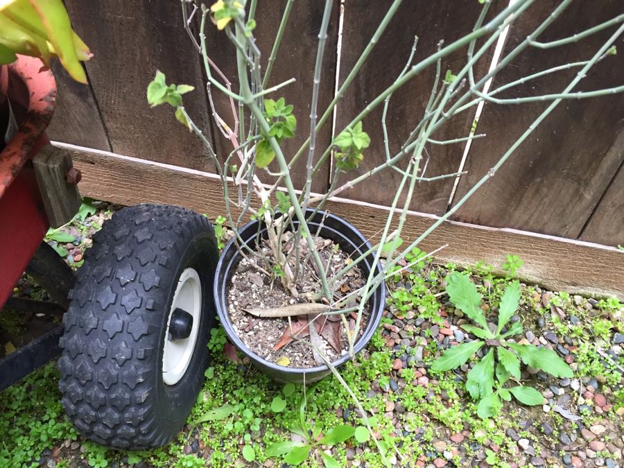 Radio Flyer Wagon Filled With Succulents PLUS Succulent Lot On Ground Next To Wagon [Photo 11]