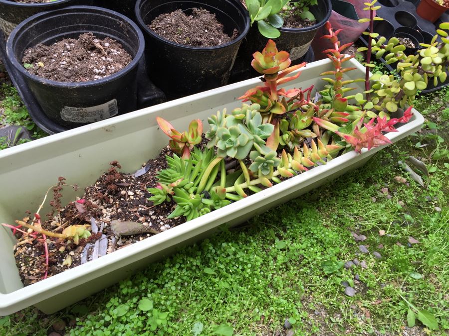 Radio Flyer Wagon Filled With Succulents PLUS Succulent Lot On Ground Next To Wagon [Photo 9]