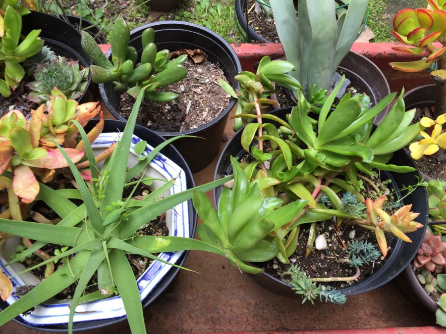 Radio Flyer Wagon Filled With Succulents PLUS Succulent Lot On Ground Next To Wagon [Photo 6]