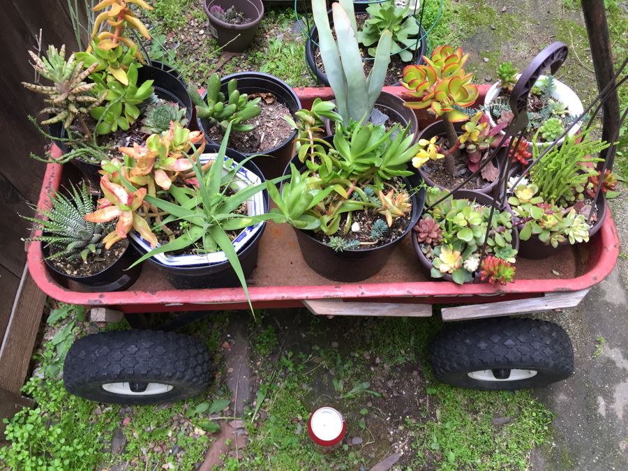 Radio Flyer Wagon Filled With Succulents PLUS Succulent Lot On Ground Next To Wagon [Photo 2]