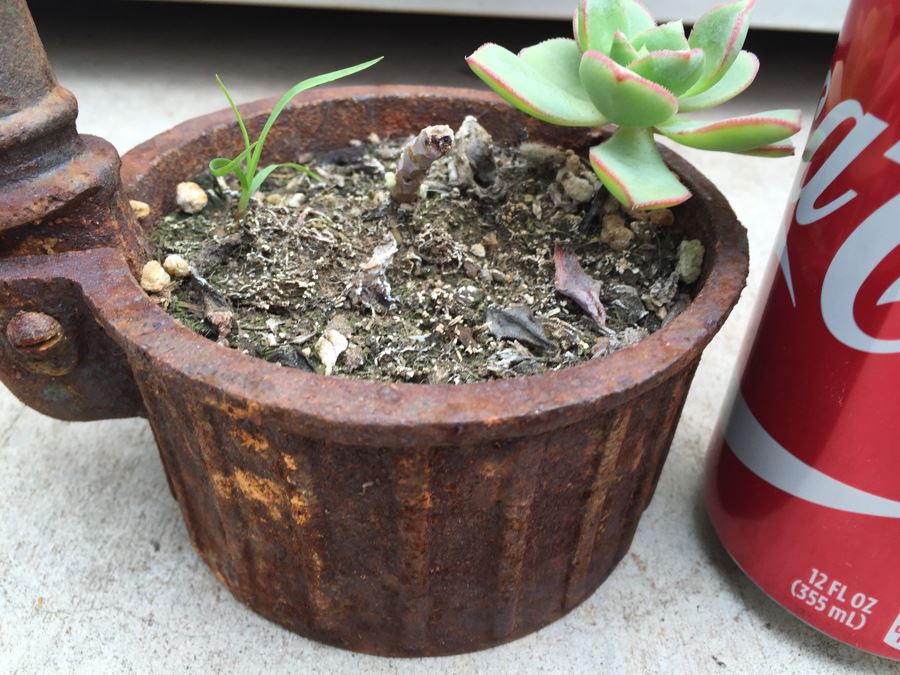 Unique Metal Well Pot With Succulent [Photo 3]