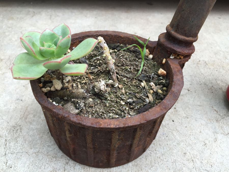 Unique Metal Well Pot With Succulent [Photo 9]