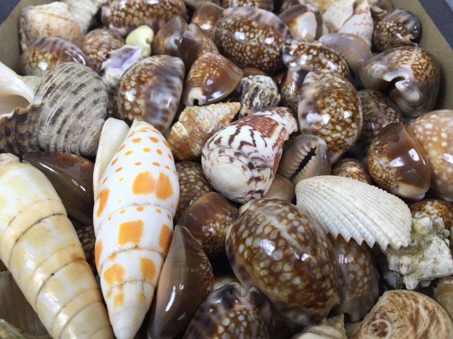 Collection Of Sea Shells Tiger Shells Cowery Shells Cats Eyes From Reef Of Saipan S.W. Side Of Island WWII Era With Jehue Rowan Connelly Lieutenant MC USNR [Photo 8]