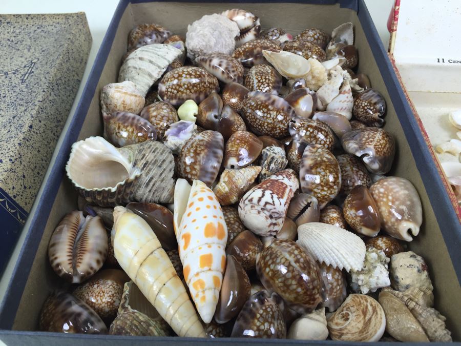 Collection Of Sea Shells Tiger Shells Cowery Shells Cats Eyes From Reef Of Saipan S.W. Side Of Island WWII Era With Jehue Rowan Connelly Lieutenant MC USNR [Photo 6]