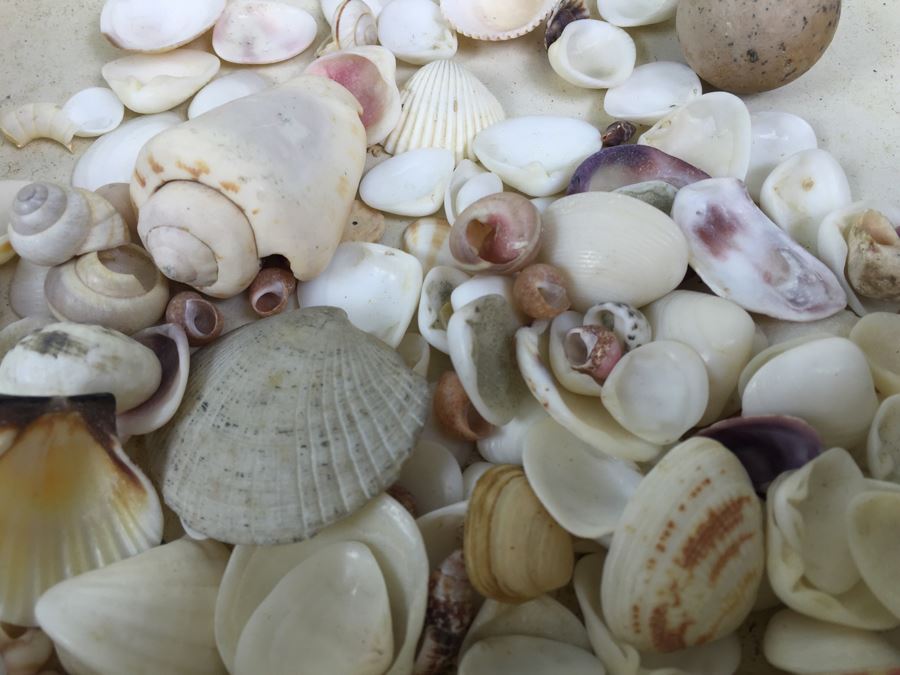 Collection Of Sea Shells Tiger Shells Cowery Shells Cats Eyes From Reef Of Saipan S.W. Side Of Island WWII Era With Jehue Rowan Connelly Lieutenant MC USNR [Photo 12]