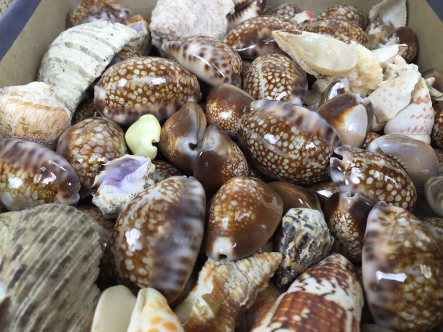 Collection Of Sea Shells Tiger Shells Cowery Shells Cats Eyes From Reef Of Saipan S.W. Side Of Island WWII Era With Jehue Rowan Connelly Lieutenant MC USNR [Photo 9]