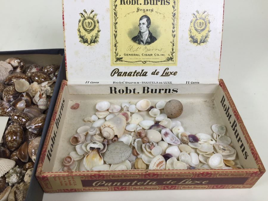 Collection Of Sea Shells Tiger Shells Cowery Shells Cats Eyes From Reef Of Saipan S.W. Side Of Island WWII Era With Jehue Rowan Connelly Lieutenant MC USNR [Photo 2]