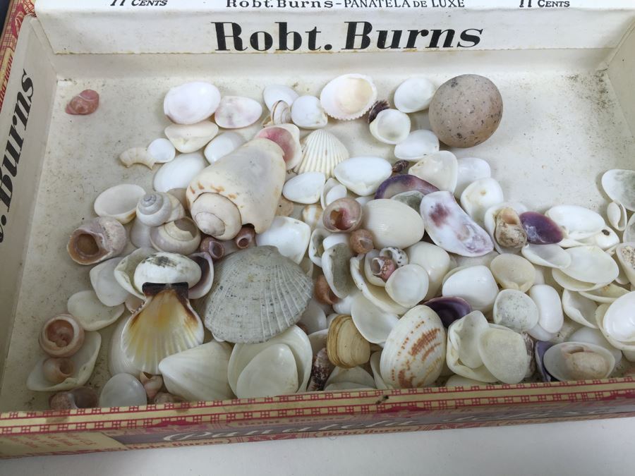 Collection Of Sea Shells Tiger Shells Cowery Shells Cats Eyes From Reef Of Saipan S.W. Side Of Island WWII Era With Jehue Rowan Connelly Lieutenant MC USNR [Photo 11]