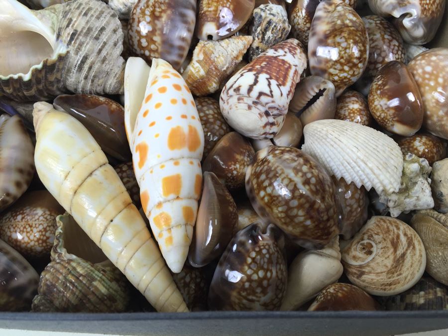 Collection Of Sea Shells Tiger Shells Cowery Shells Cats Eyes From Reef Of Saipan S.W. Side Of Island WWII Era With Jehue Rowan Connelly Lieutenant MC USNR [Photo 7]