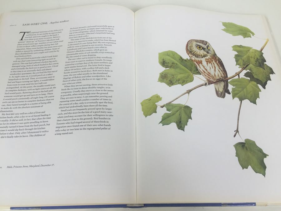 Paintings By J.E. Lansdowne Birds Of The Eastern Forest Volume 1 Text By John A. Livingston 1968 [Photo 10]