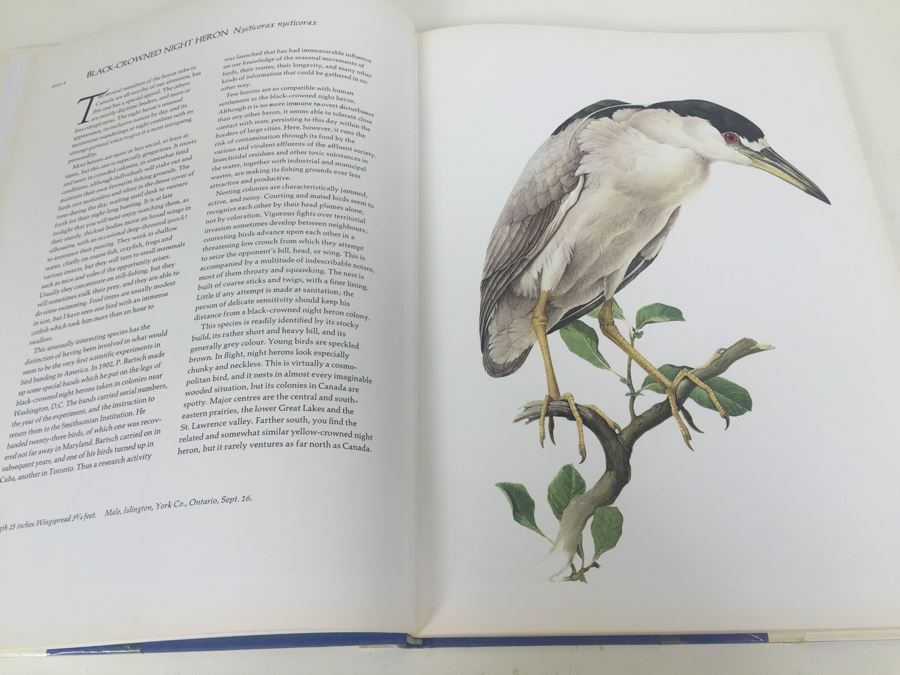 Paintings By J.E. Lansdowne Birds Of The Eastern Forest Volume 1 Text By John A. Livingston 1968 [Photo 8]