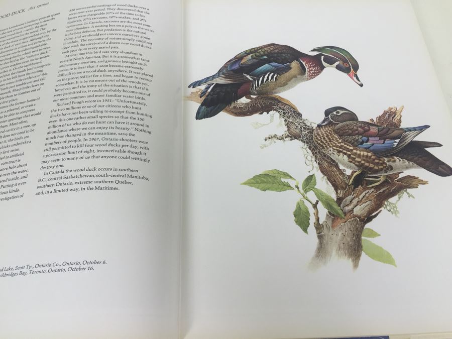 Paintings By J.E. Lansdowne Birds Of The Eastern Forest Volume 1 Text By John A. Livingston 1968 [Photo 9]