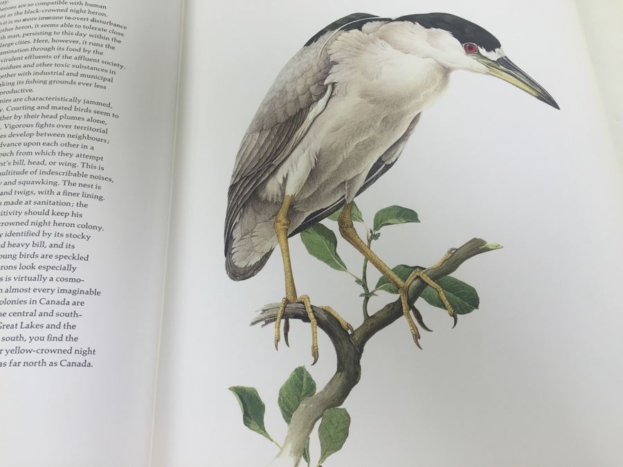 Paintings By J.E. Lansdowne Birds Of The Eastern Forest Volume 1 Text By John A. Livingston 1968 [Photo 2]