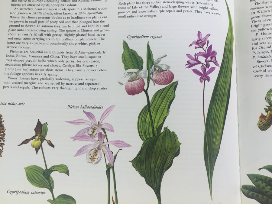 Flowers Of The World Frances Perry 1972 [Photo 10]