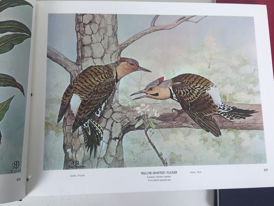 4 Volumes Of Birds & Trees Of North America Rex Brasher Rowman And Littlefield 1961 [Photo 10]