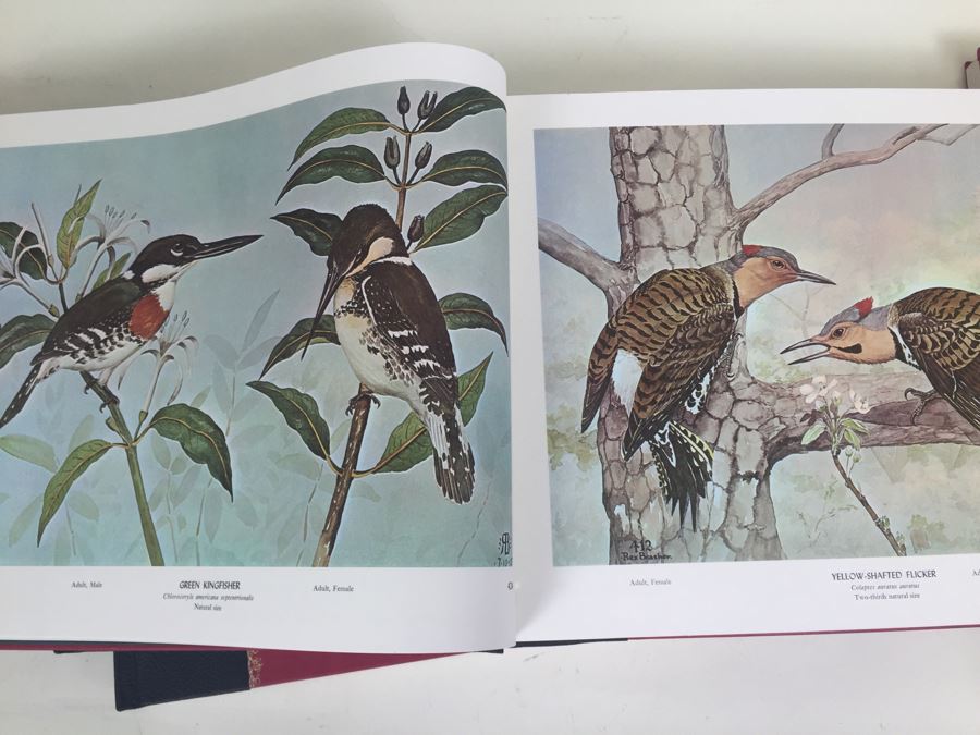 4 Volumes Of Birds & Trees Of North America Rex Brasher Rowman And Littlefield 1961 [Photo 3]