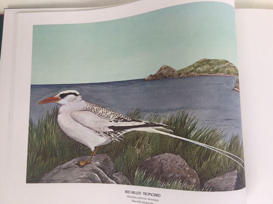 4 Volumes Of Birds & Trees Of North America Rex Brasher Rowman And Littlefield 1961 [Photo 6]