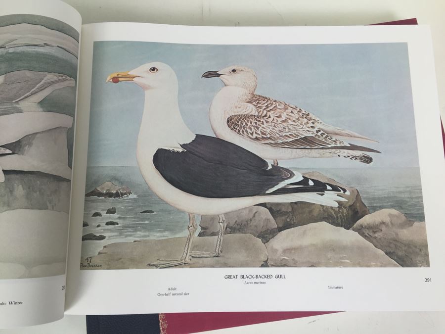 4 Volumes Of Birds & Trees Of North America Rex Brasher Rowman And Littlefield 1961 [Photo 8]