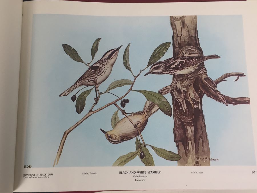 4 Volumes Of Birds & Trees Of North America Rex Brasher Rowman And Littlefield 1961 [Photo 14]