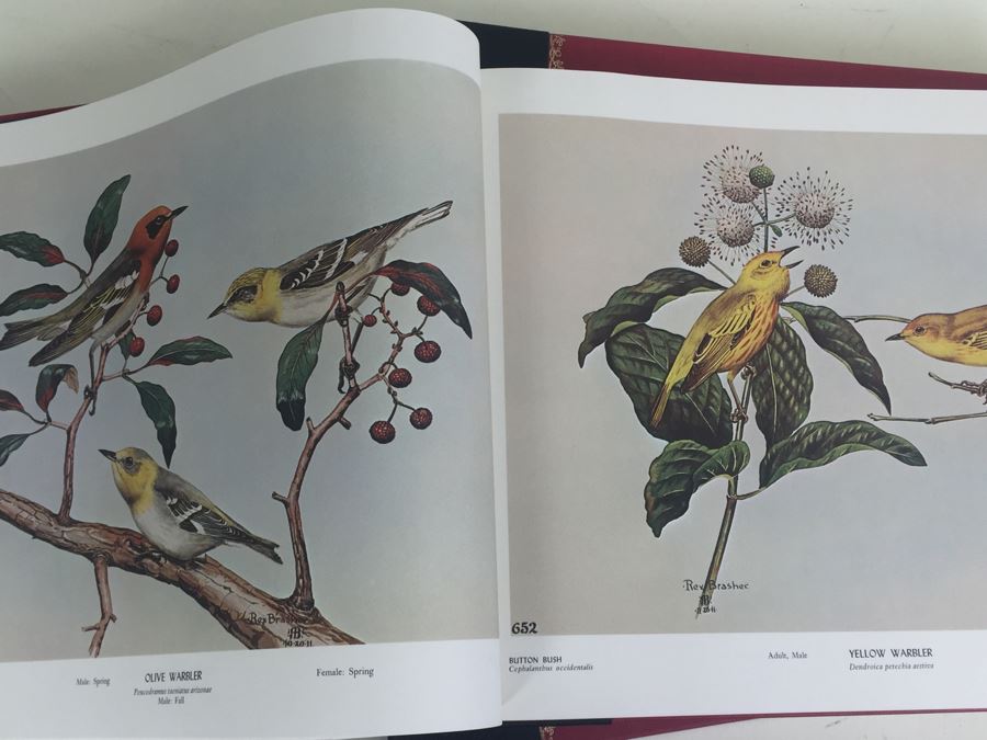 4 Volumes Of Birds & Trees Of North America Rex Brasher Rowman And Littlefield 1961 [Photo 13]