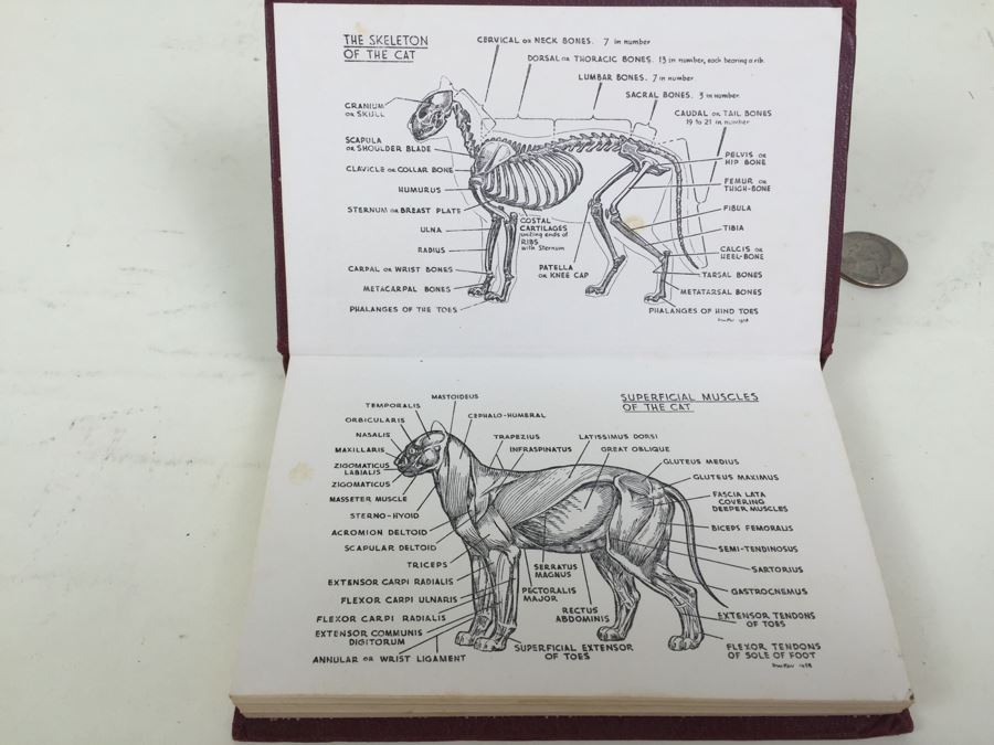 The Observer's Book Of Cats By Grace Pond 1965 [Photo 2]