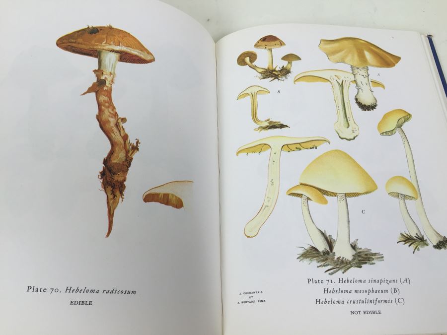 Exotic Mushrooms By Henri Romagnesi 1971 [Photo 3]