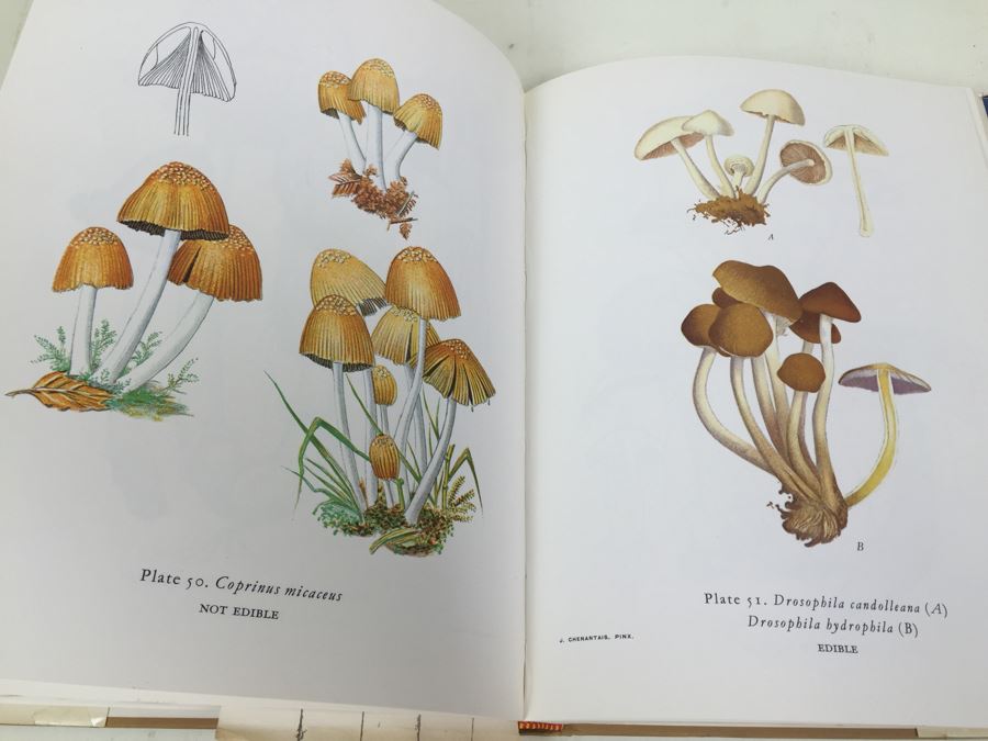 Exotic Mushrooms By Henri Romagnesi 1971 [Photo 8]