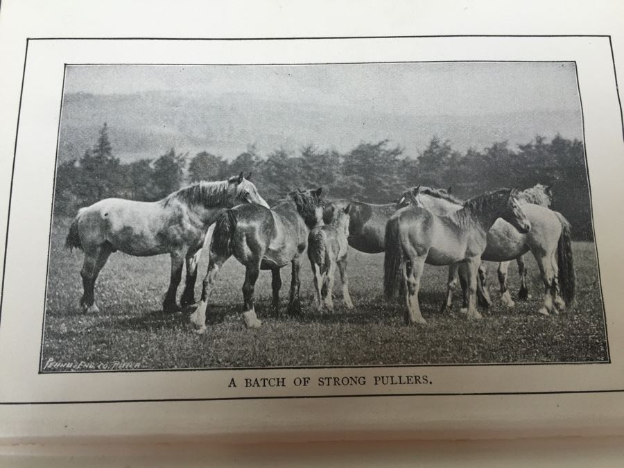 Biggle Horse Book Number One Biggle Farm Library 1895 [Photo 6]