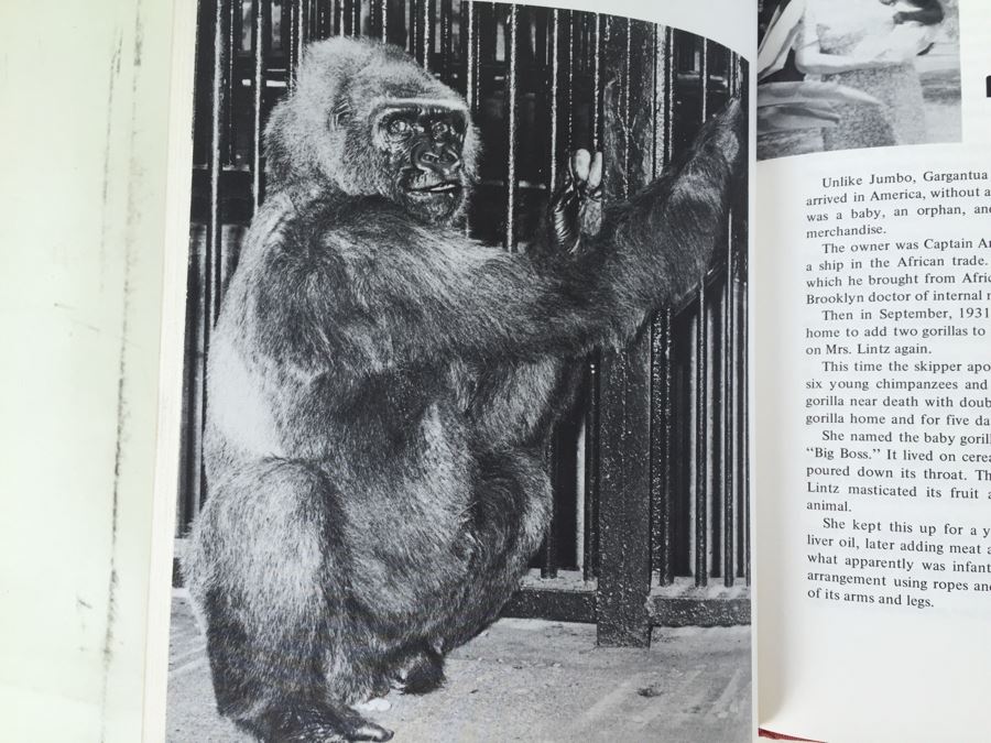 Gargantua Circus Star Of The Century Book By Gene Plowden 1972 [Photo 8]