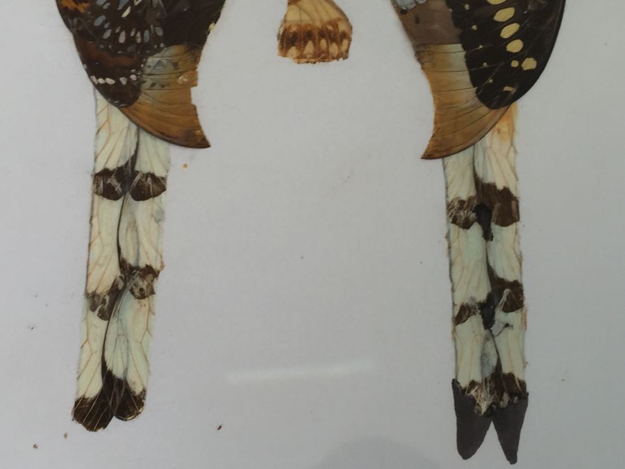 Set Of 4 African Real Butterfly Wing Collages Artwork - 2 Signed By Moses Michall [Photo 9]