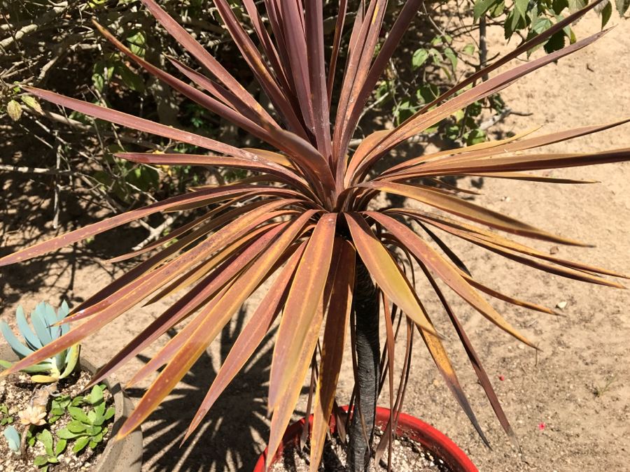 3 Potted Succulent Plants [Photo 8]