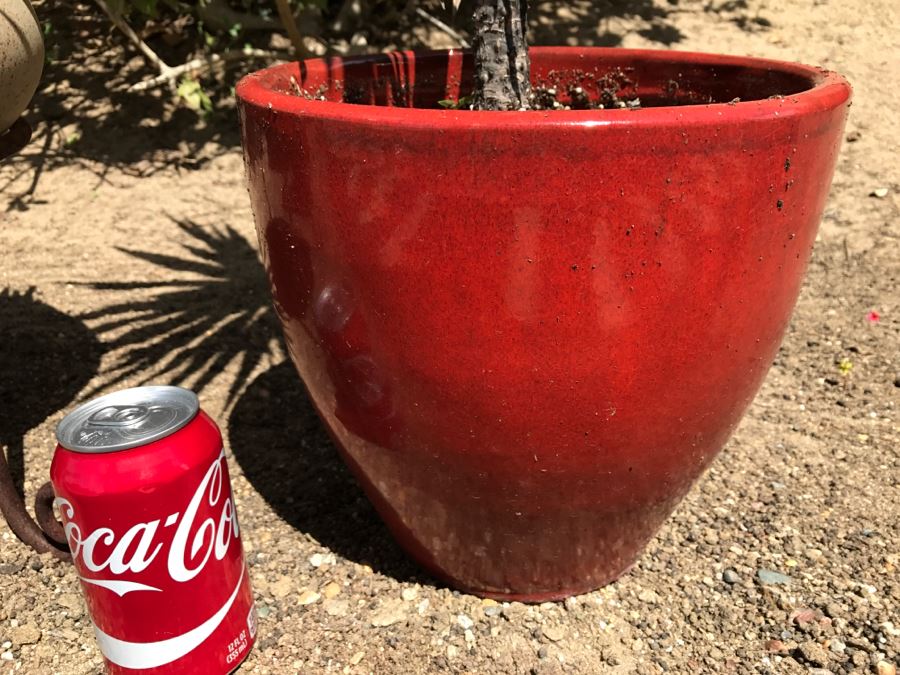 3 Potted Succulent Plants [Photo 10]