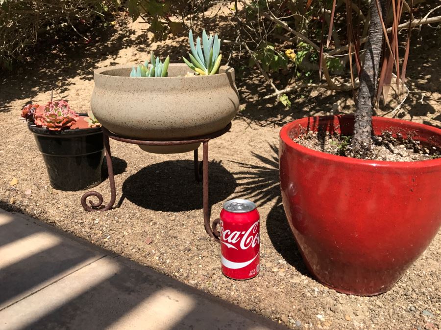 3 Potted Succulent Plants [Photo 11]