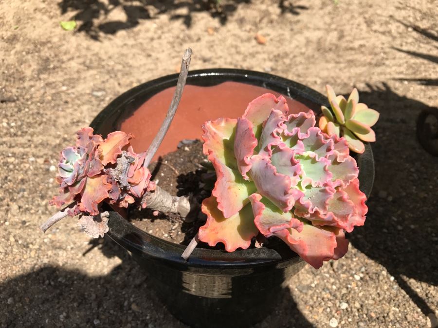 3 Potted Succulent Plants [Photo 6]